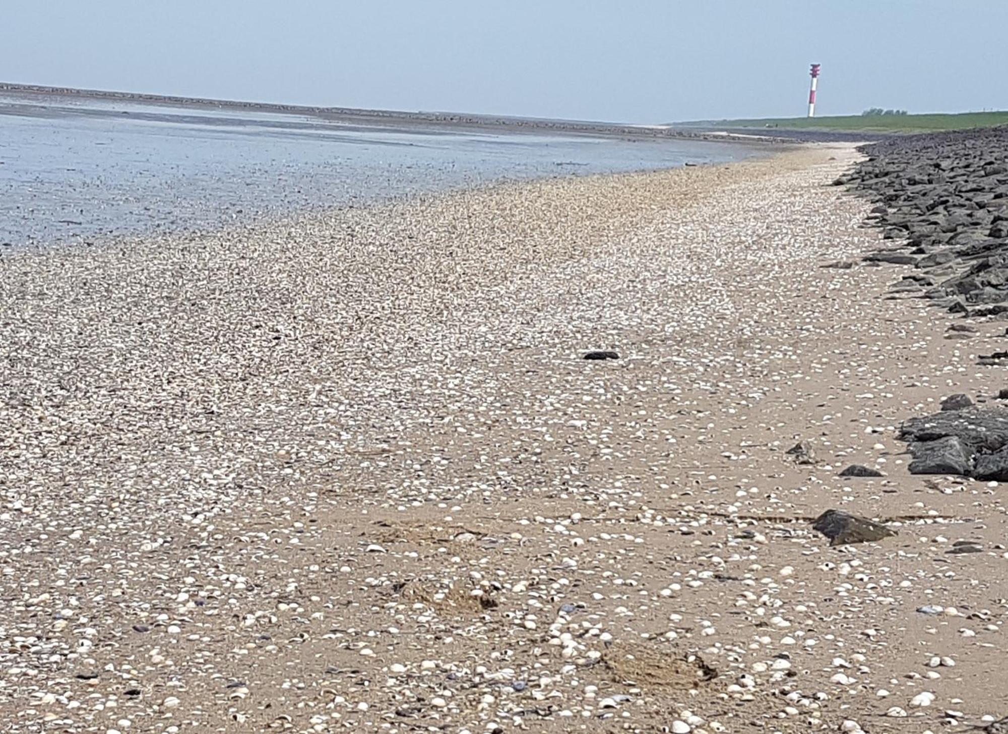 Haus Am Meer Eckwarden Butjadingen Dış mekan fotoğraf